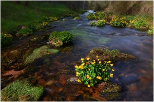 Blühende Flussufer