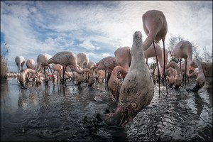 Rosaflamingo in der Camargue