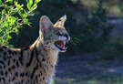 Serval - Shamwari - Eastern Cape - Südafrika