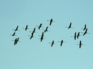 Flamingos über dem Golf von Cadiz / Portugal