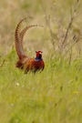 Fasan (Phasianus colchicus)