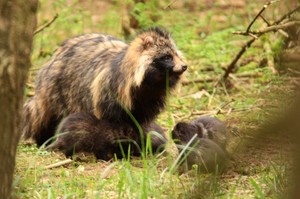 Marderhund Fähe mit Welpen