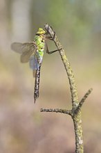 Anax imperator – Große Königslibelle