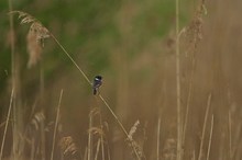 Schwarzkehlchen im verregneten Habitat