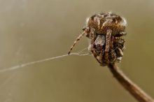 Gartenkreuzspinne (Araneus diadematus)