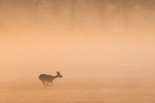 Morgenstund...