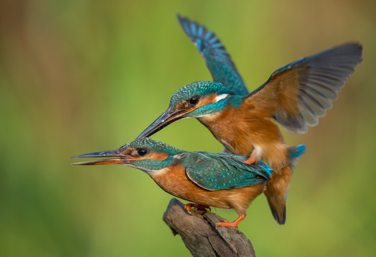 Nun also auch bei mir - die Eisvogelpaarung