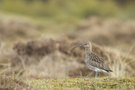 Grosser Brachvogel