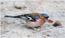 Buchfink (Fringilla coelebs)