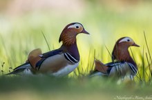 Mandarinenten