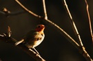 Rotkelchen in Abendstimmung