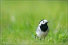 Bachstelze (Motacilla alba)