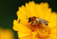 Die Sonne kommt wieder und damit auch unsere Wildbienen