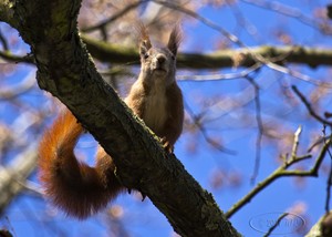 Eichhörnchen