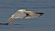 Ringschnabelmöwe - Larus delawarensis