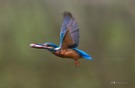 Alcedo atthis