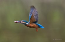 Alcedo atthis