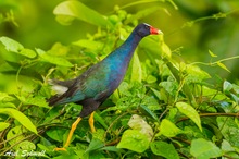 Zwergsultanshuhn aus Costa Rica