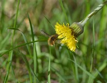 Großer Wollschweber  - sie fliegen  wieder