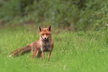 Fuchs Zeit im Ruhrgebiet