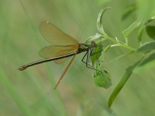 Sie fliegen wieder, die Blauflügligen Libellen