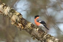 Farbtupfer im Birkenwald