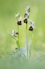 Ophrys holoserica