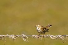 Wiesenpieper (Anthus pratensis)