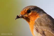 Hungriges Rotkehlchen
