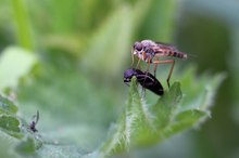 Schnepfenfliege mit Schnellkäferbeute,