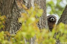 Letztens im Baum