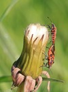 Paarung zweier Zimtwanzen