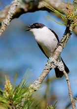 Halsbandschnäpper-(Ficedula-albicollis) - Sichern