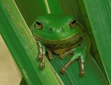 Laubfrosch