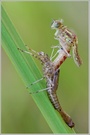 ~ Faszinierend ~