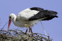 Nestputz