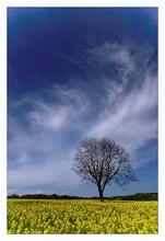 Baum im Rapsfeld