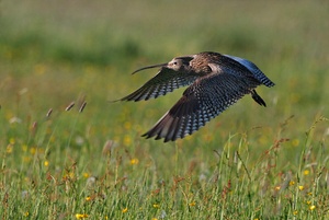 Großer Brachvogel im Flug