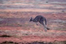 Kangaroo im Flug