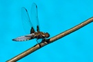 Plattbauch (Libellula depressa)