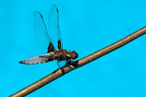 Plattbauch (Libellula depressa)