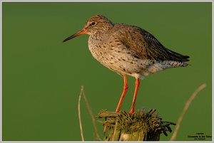 Rotschenkel (Tringa totanus)