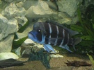 Cyphotilapia Frontosa