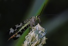 Skorpionfliege