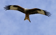 Rotmilan (Milvus milvus)