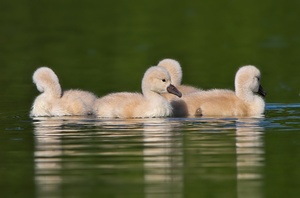 Schwan Küken