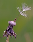 letztes Licht