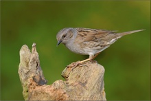 Heckenbraunelle(Prunella modularis)