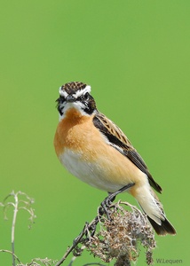 Braunkehlchen