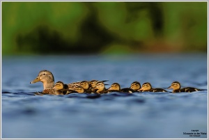 Stockente (Anas platyrhynchos) mit Jungtieren